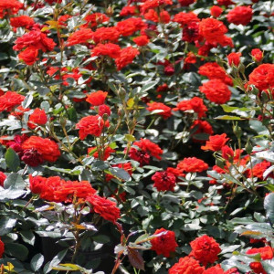 ORANGE BABYFLOR®